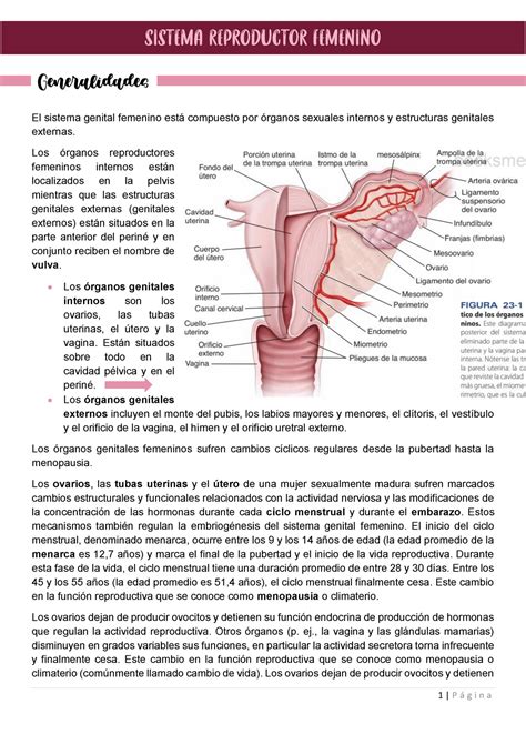 Resumen sistema genital femenino El sistema genital femenino está compuesto por órganos