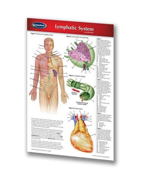 Lymphatic System Chart Laminated Pocket Size Quick Reference Guide