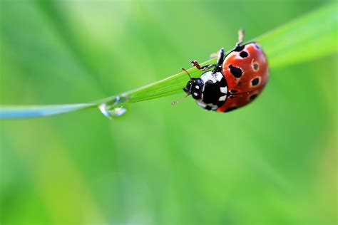 Ladybug Wallpapers Pictures Images