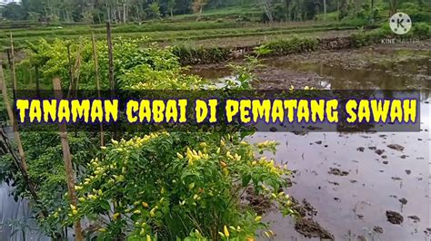 Tanam Cabai Di Pematang Sawah Sangat Lebat Dan Berbuah Banyak Youtube