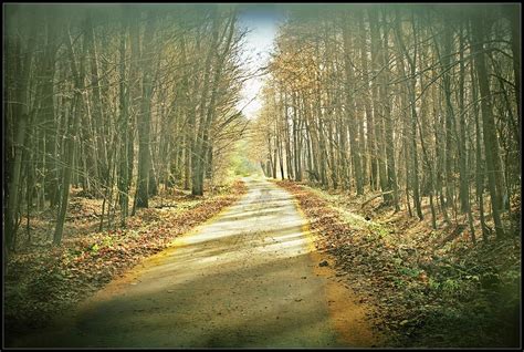 November Forest 6 Photograph By Slawek Aniol Fine Art America