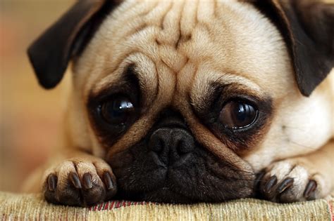 See more ideas about cute puppies, puppies, cute dogs. PugPugPug.com | How do I make my pugs stop running away?