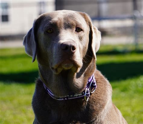 All puppies under six months of age at rockin' b ranch eat diamond puppy food (dry food). silver, Chocolate, black, champagne lab puppies texas ...