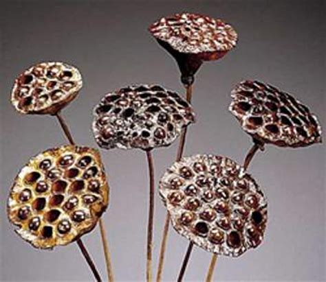 Natural Lotus Pods Stem Polished Mills Floral Company