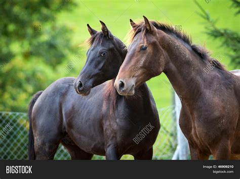 Two Horses Standing On Image And Photo Free Trial Bigstock