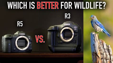 Canon R3 Vs Canon R5 For Wildlife Photography Comparison Youtube