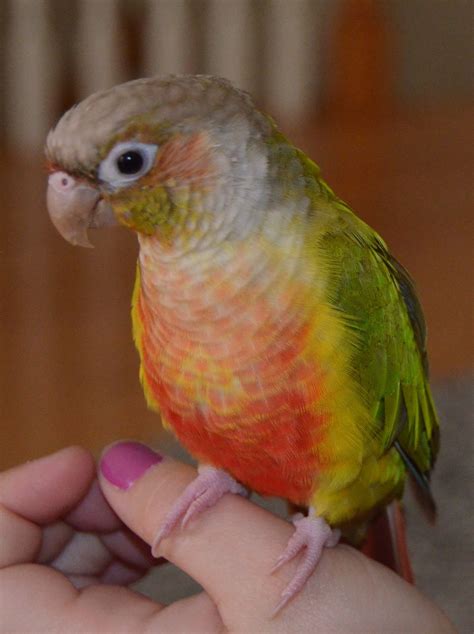 Green cheeks make wonderful pets! Maria Pineapple Green Conure | Getting Ready for Our Bird ...