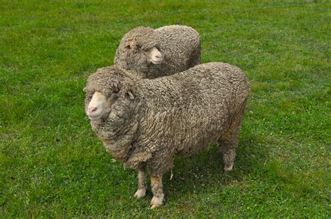 Difference Between Sheep And Lamb Compare The Difference Between