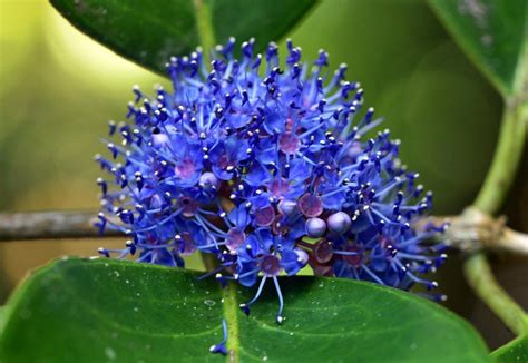 Blue Flowering Tropical Tree Cairns Botanic Gardens Photo David