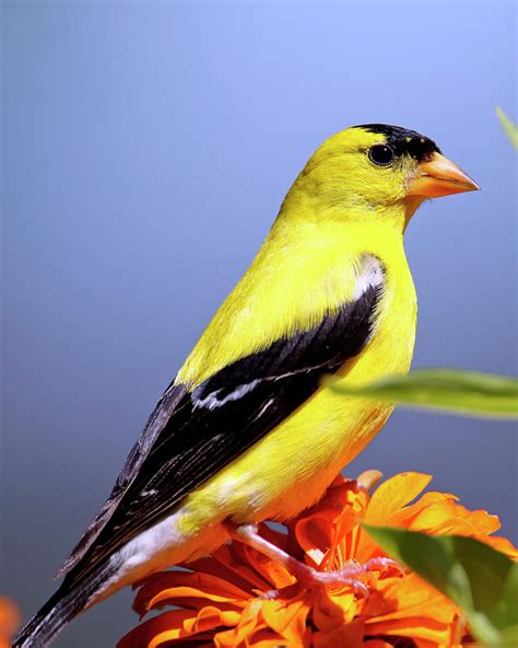 Amercian Goldfinch State Bird Of New Jersey Photograph By Geraldine