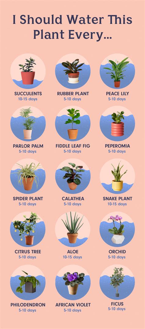 A Guide To How Often To Water Houseplants Can Come In Handy When You