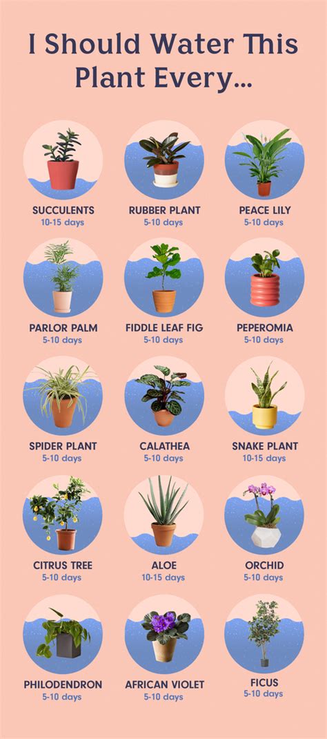 Proper watering is the key to growing potted rosemary herbs, and the best way to determine if the plant. How to Water the 15 Most Popular Houseplants | Plants ...