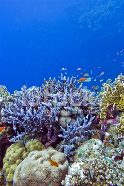 Coral Reef With Blue Hard Corals In Tropical Sea Stock Photo Royalty
