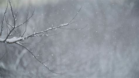 Real falling snow on a winter nature background. Shallow DOF Stock ...