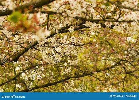 Flowering Cherry Tree Stock Image Image Of Blossoming 70181765