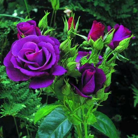 Purple Rose Bush Garden Pinterest Rose Bush Purple