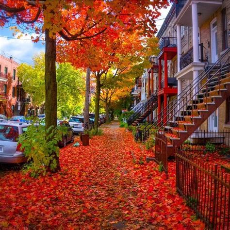 Narcity Québec On Instagram “montréal Déroule Le Tapis Rouge Dans Ses