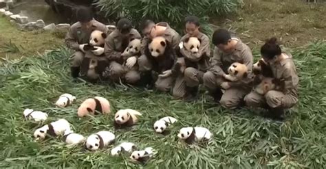 36 Giant Panda Cubs Made Their Public Debut Rare