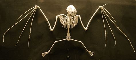 Bat Skeleton At Smithsonian Bat Skeleton Art Smithsonian