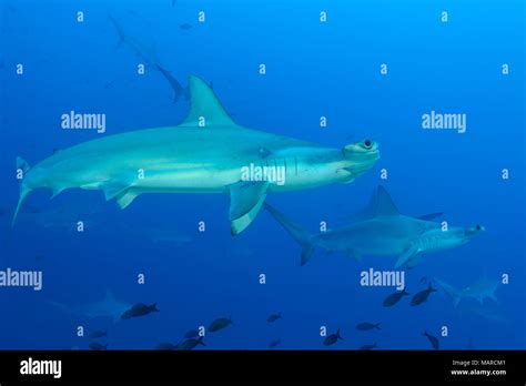 Scalloped Hammerhead Shark Sphyrna Lewini Schooling Hammerheads