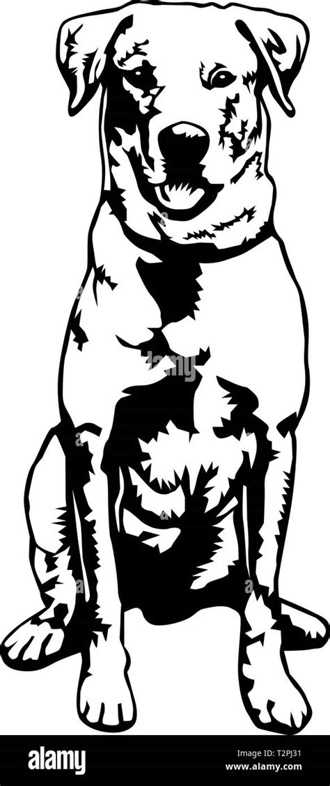 Labrador Retriever Vector Illustration Stock Vector Image And Art Alamy