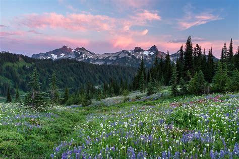 Images From The Paradise Area Of Mount Rainier