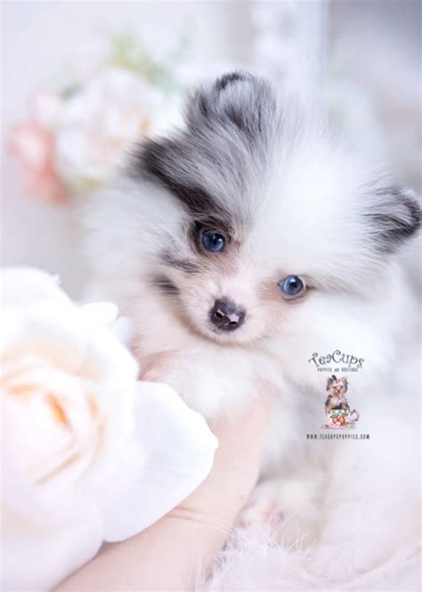 White Pomeranian With Blue Eyes Pets Lovers
