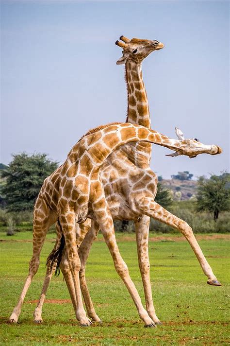 Llbwwb Via 500px Giraffe Fight Club Ii By Denis Roschlau Giraffe