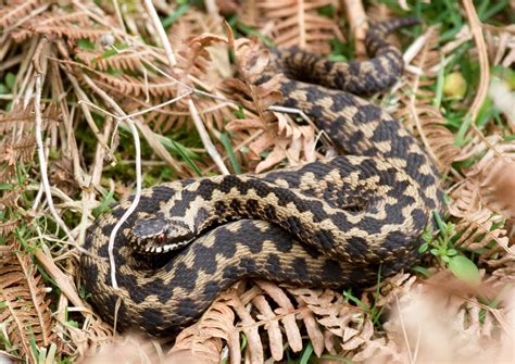 Adders In Great Britain Peoples Trust For Endangered Species