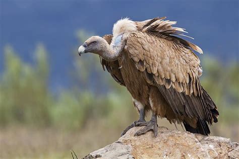 Vulture Animal Facts For Kids Characteristics And Pictures