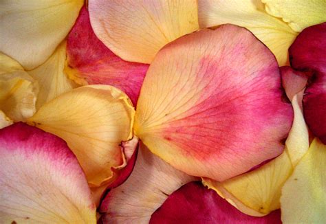 Use Rose Petals For Romance Flower Press