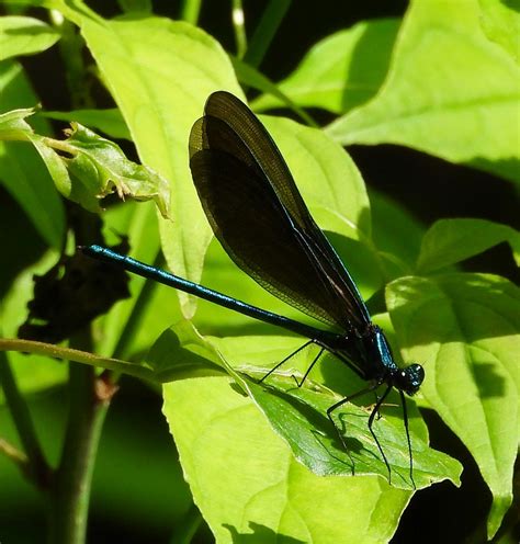 Observation Of The Week Ebony Jewelwing · Biodiversity4all