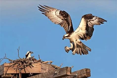 Osprey Chicks Raised At Perthshire Substation Take Flight For The Winter Daily Record