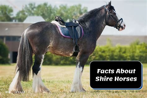 Shire Horse Facts Colors And Everything You Need To Know