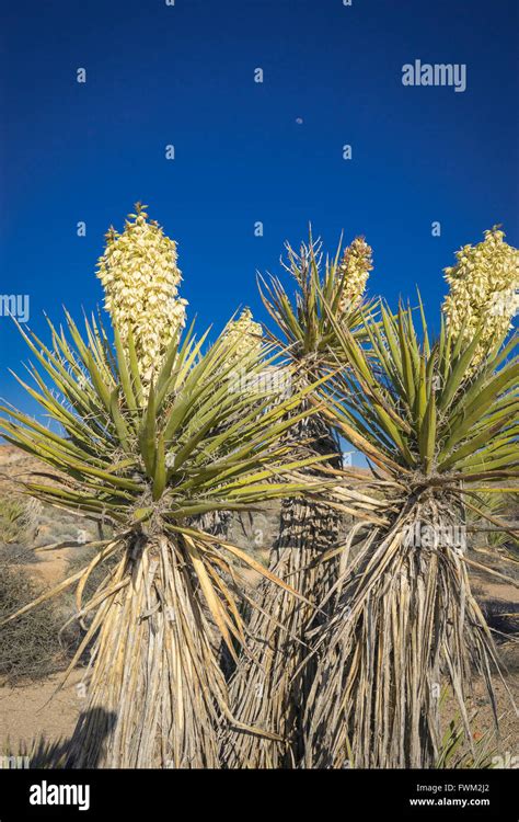 Blossoming Yucca Plant Joshua Tree National Park Mojave Desert