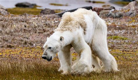 Oso Polar ¿en Peligro De Extinción 🐻 Chismes Today