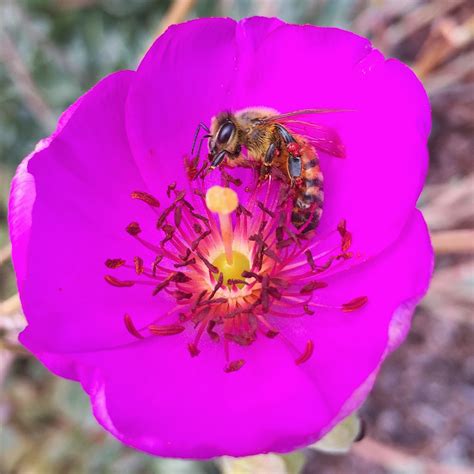 The diligent insects not only produce the delicious honey but they also pollinate plants and, therefore, contribute to the spread and. TOP 10 BEE-FRIENDLY FLOWERS - Beekeeping Like A Girl