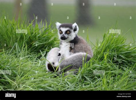 Longleat Lemur Hi Res Stock Photography And Images Alamy