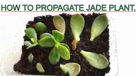 How To Propagateroot Jade Plant From Cuttings And Leaves Youtube