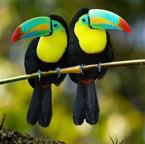 Keel Billed Toucans Lives South America These Two Long Bills They