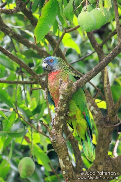 Endemic Birds Of St Lucia Birds In Focus