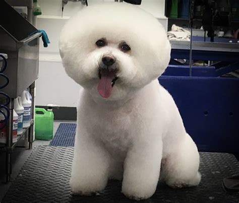 Bichon Frise Grooming Wags To Riches Dog Grooming