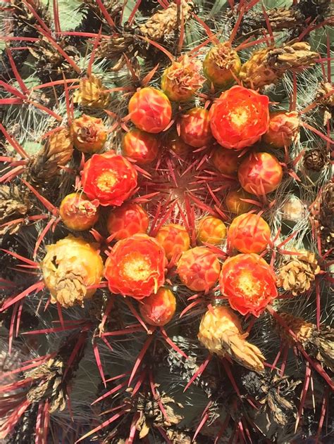 Cactuses need water very rarely. Barrel Cactus in bloom | Southwestern style