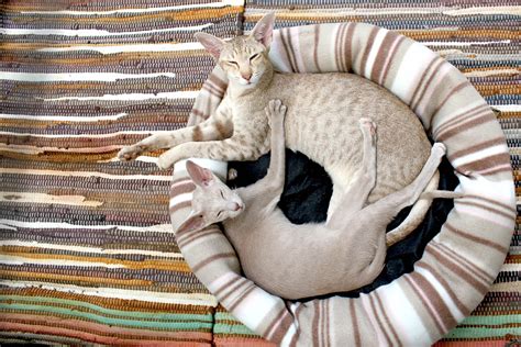 Oriental Shorthair Kedi Cinsi Özellikleri Ve Bakımı Miyavliyo