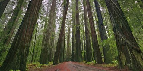5 Amazing Hd Wallpapers Of Redwood Forests To Calm Your