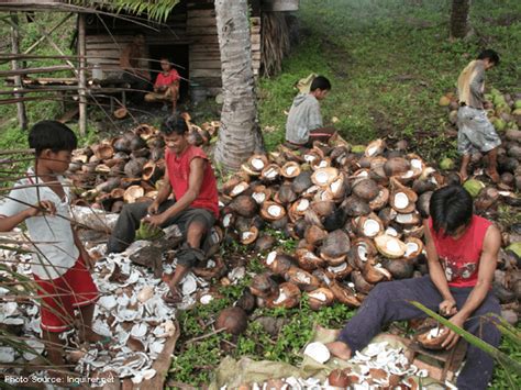 Pangilinan Govt Should Helo Coco Farmers Diversify To Earn More