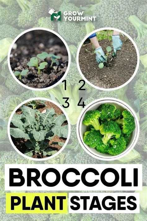 Sitemap Weekend Gardener Broccoli Plant Fall Garden Vegetables