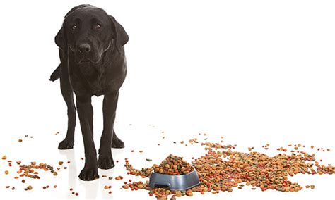 How To Spot And Treat Liver Disease In Dogs The Munch Zone