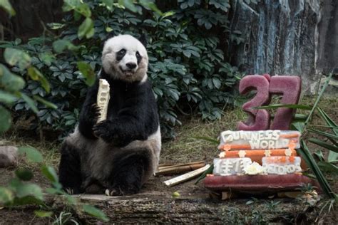The Worlds Oldest Male Giant Panda Lived To Be 105 Human Years Old