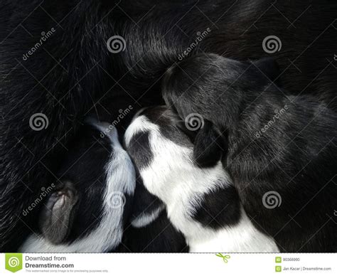 Dog Feeding Puppies Stock Photo Image Of Black Specific 90368990